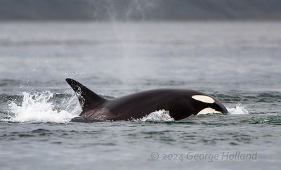 Orca_20240823_3889_1000p.jpg