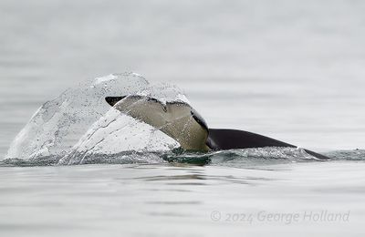 Orca_20240823_4597_1000p.jpg
