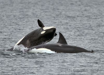 Orca_2116_1000p.jpg