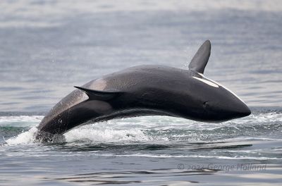 Orca_8492_1000p.jpg
