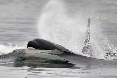 Orca_9173_1000p.jpg
