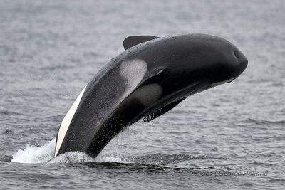 Orcas_07_1000p.jpg