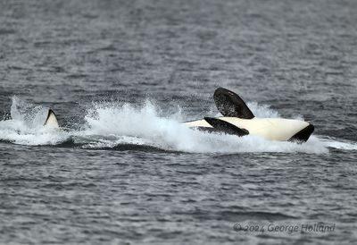 Orcas_20240822_GRH2424_1000p.jpg