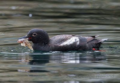 pigeon guillemot 5144_1000p.jpg