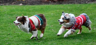Christmas_2020_Darby_Wallee_2347_72pi.jpg