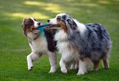 Darby_Wallee_09222020_0853_72pi.jpg