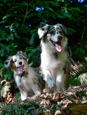 Trail_Dogs1_0123_72pi2.jpg