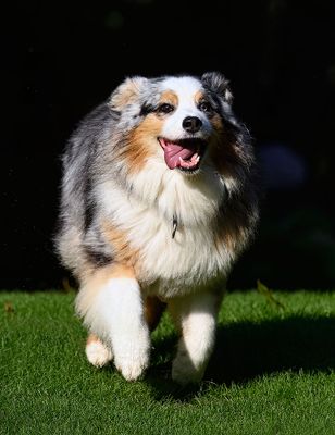 Wallee_2400_1000p.jpg