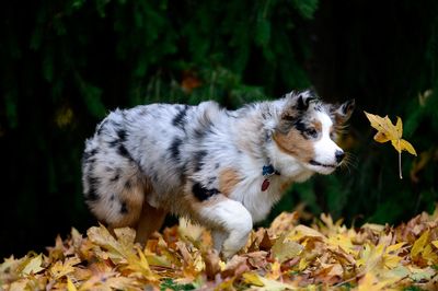 Wallee_2943_72pi.jpg