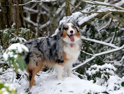 Wallee_snow_6841_72pi.jpg