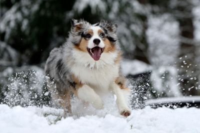 Wallee_snow_6883.jpg