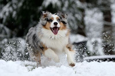 Wallee_snow_6883_72pi.jpg
