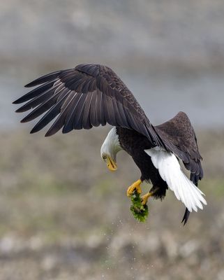 Eagles on Hood Canal May 2025