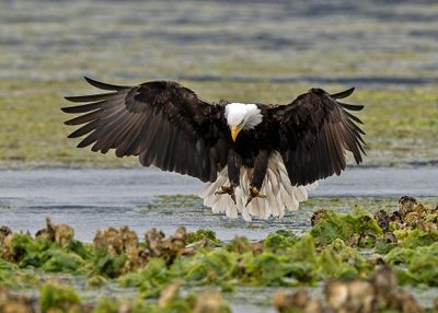 Eagle_GRH1587-20250516_1000p.jpg