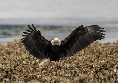 Eagle_GRH1856-20250516_1000p.jpg