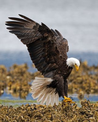 Eagles_05162025_016.jpg