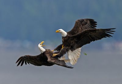 Eagles_0954-20250516_1000p.jpg
