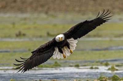 Eagles_1276-20250516_1000p.jpg