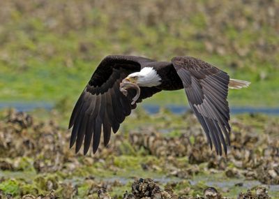 Eagles_GRH2919-20250516_1000p.jpg