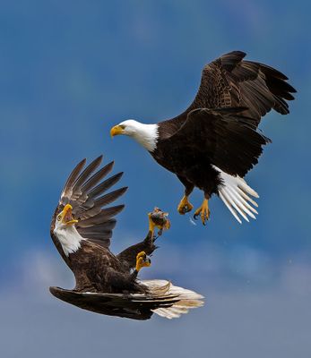 Eagles on Hood Canal May 2025