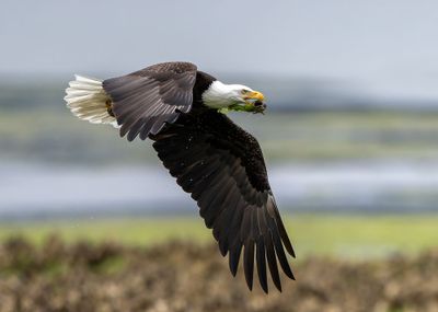 Eagle_4274-20250516_1000p.jpg