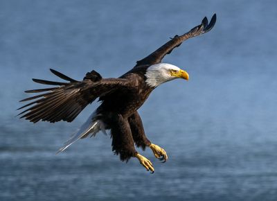 Eagle_GRH0384-20250524s_1000p.jpg
