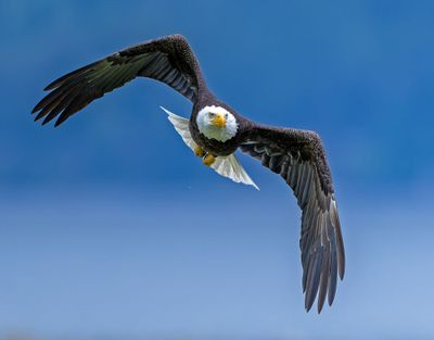Eagle_GRH2771-20250516b_1000p.jpg