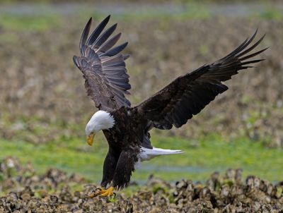 Eagle_GRH3229-20250516s_1000p.jpg
