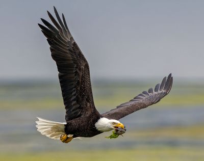 Eagle_GRH4258-20250516s_1000p.jpg