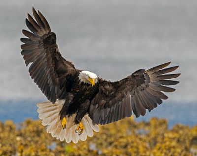 Eagle_GRH7082-20250516_1000p.jpg