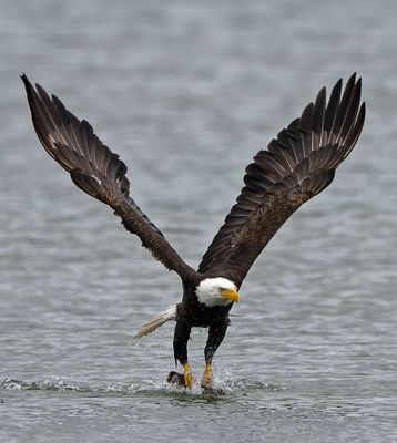 Eagle_GRH7962-20250516_1000p.jpg