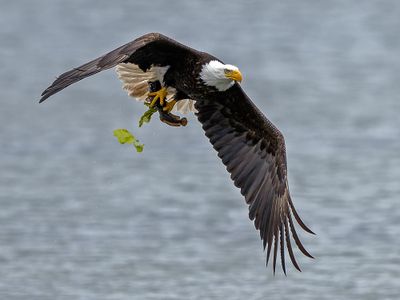 Eagle_GRH7988-20250516_1000p.jpg