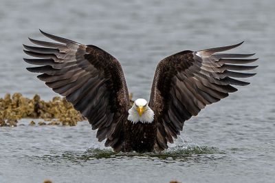 Eagle_GRH8215-20250516_1000p.jpg