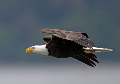 Eagles_05162025_005.jpg