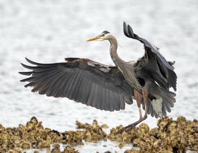 Eagles_05162025_009.jpg