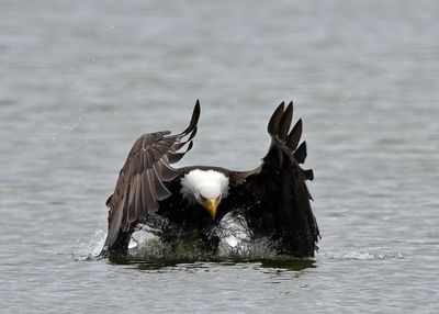 Eagles_05162025_022.jpg