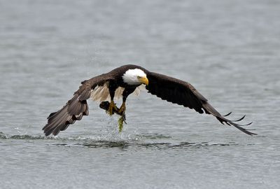 Eagles_05162025_025.jpg