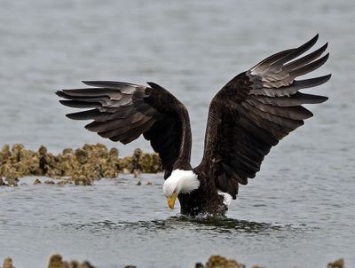 Eagles_05162025_027.jpg