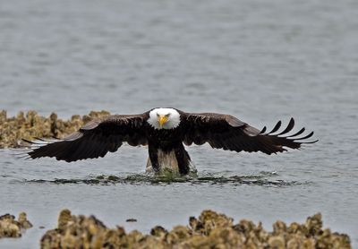 Eagles_05162025_032.jpg