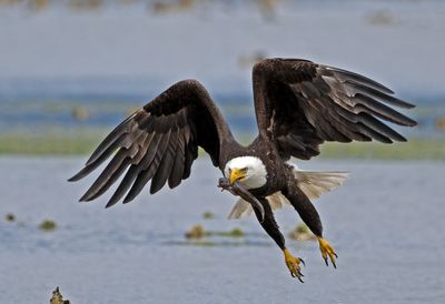 Eagles_05162025_040.jpg