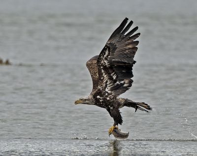Eagles_05162025_048.jpg