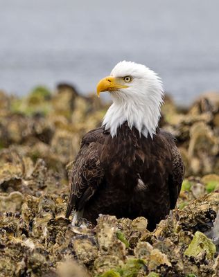 Eagles_05162025_049.jpg