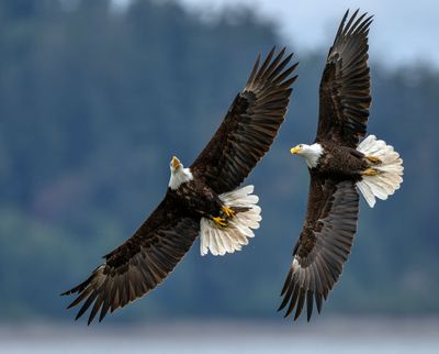 Eagles_0866-20250516_1000p.jpg
