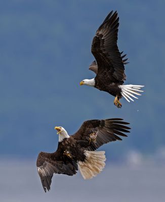 Eagles_0958-20250516_1000p.jpg