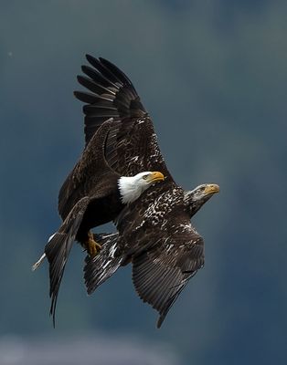Eagles_1359-20250516b_1000p.jpg