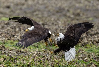 Eagles_2703_05162025_1000p.jpg