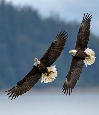Eagles__GRH0865-20250516_1000p.jpg