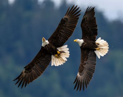 Eagles_GRH0867-20250516_1000p.jpg