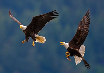 Eagles_GRH0926-20250516_1000p.jpg