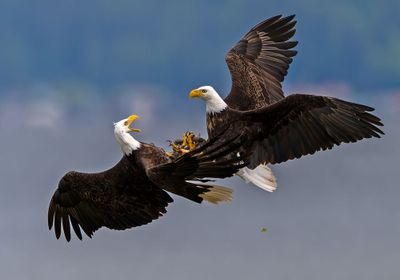 Eagles_GRH0953-20250516_1000p.jpg